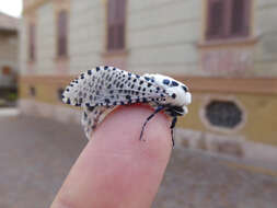 Image of leopard moth