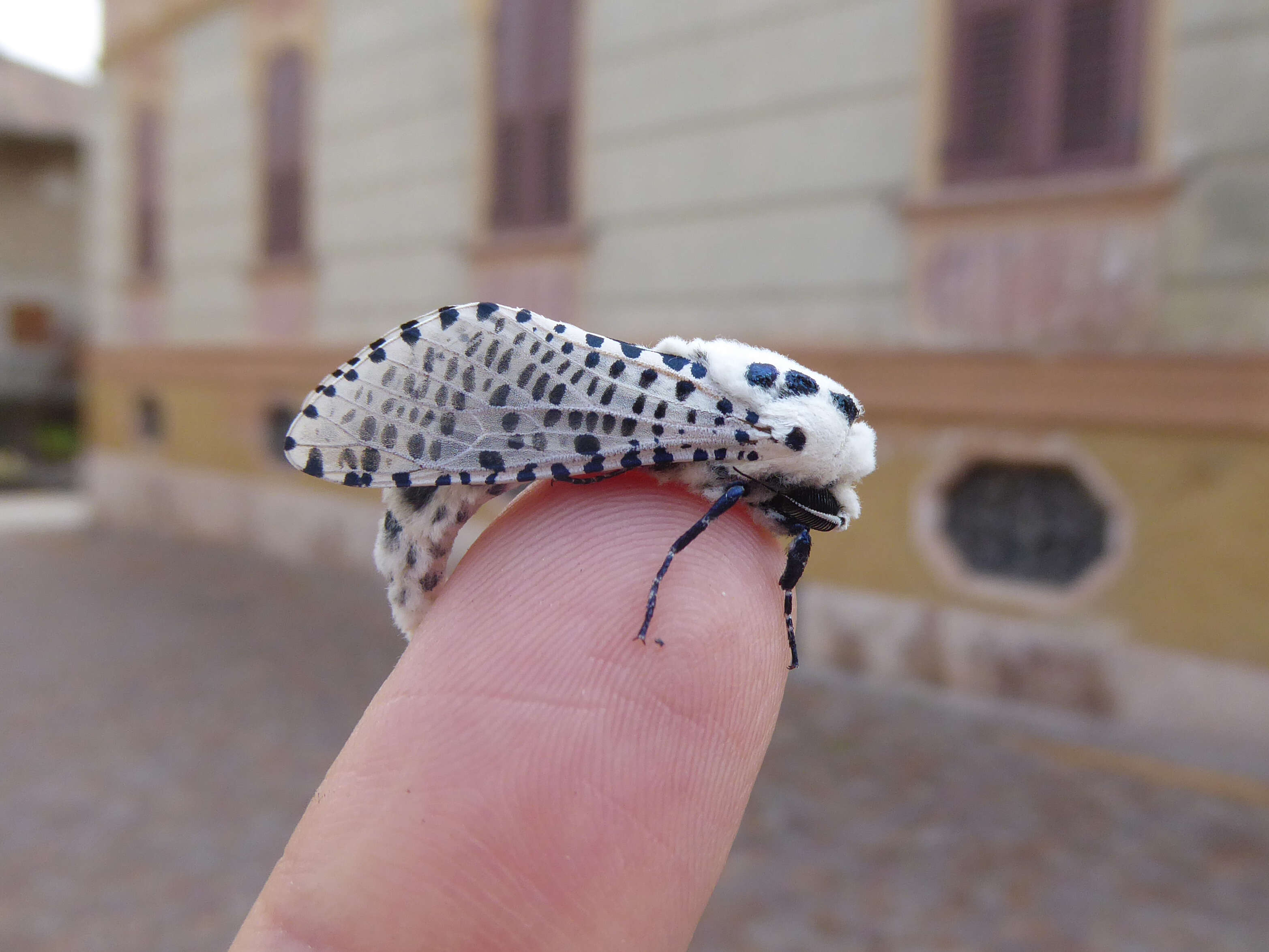 Image of leopard moth