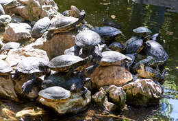 Image of slider turtle, red-eared terrapin, red-eared slider