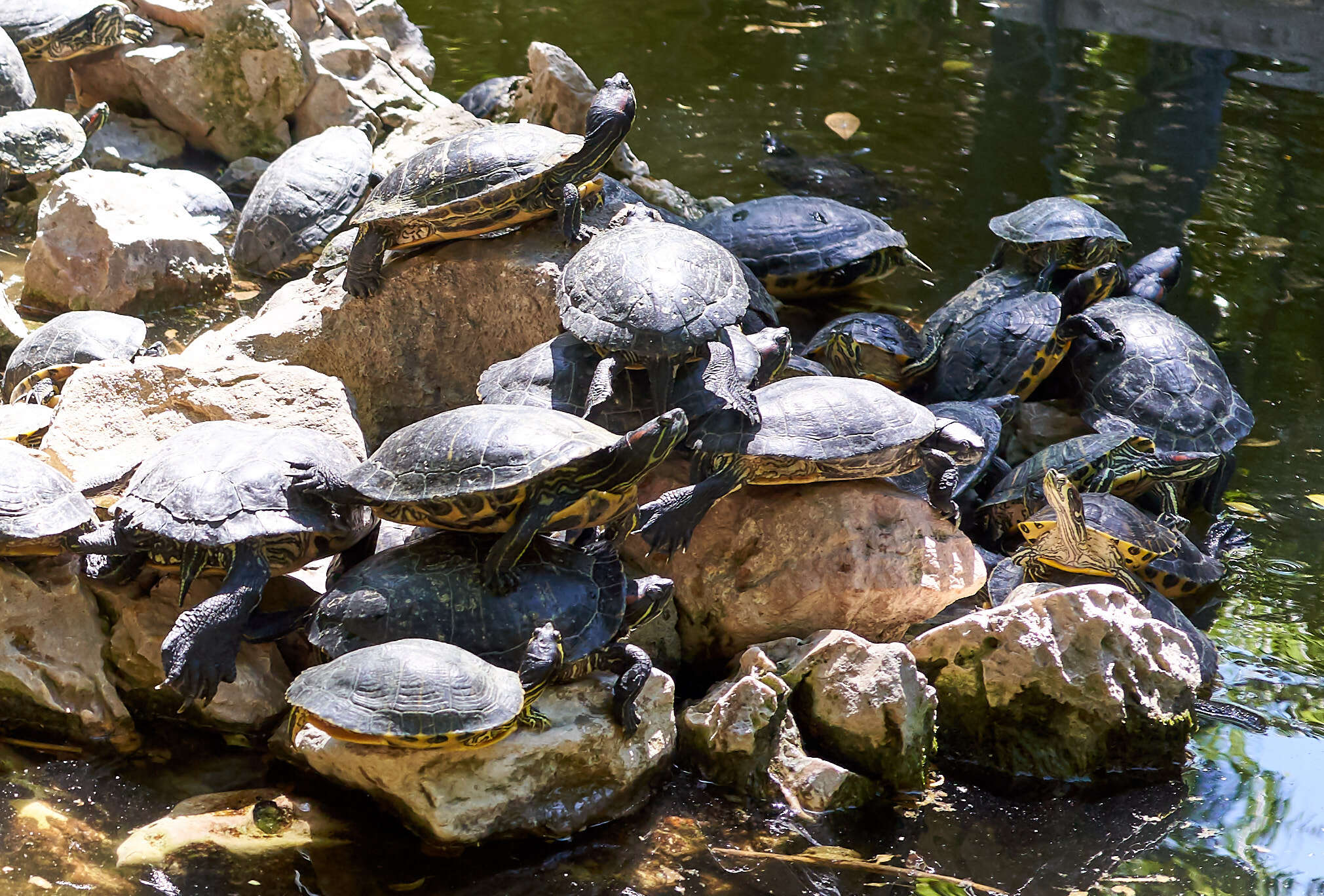 Image of slider turtle, red-eared terrapin, red-eared slider