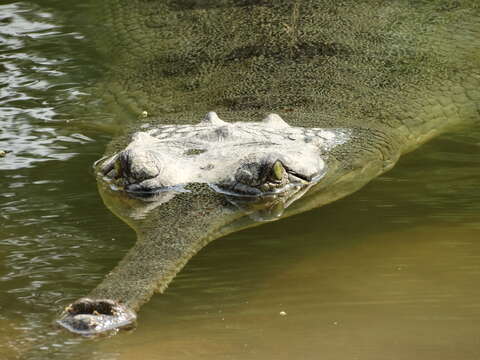 Image of Gharials