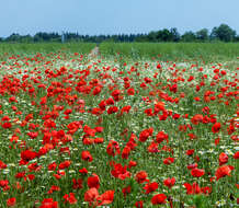 Image of corn poppy