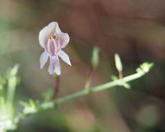 Image of Prostanthera chlorantha (F. Muell.) Benth.