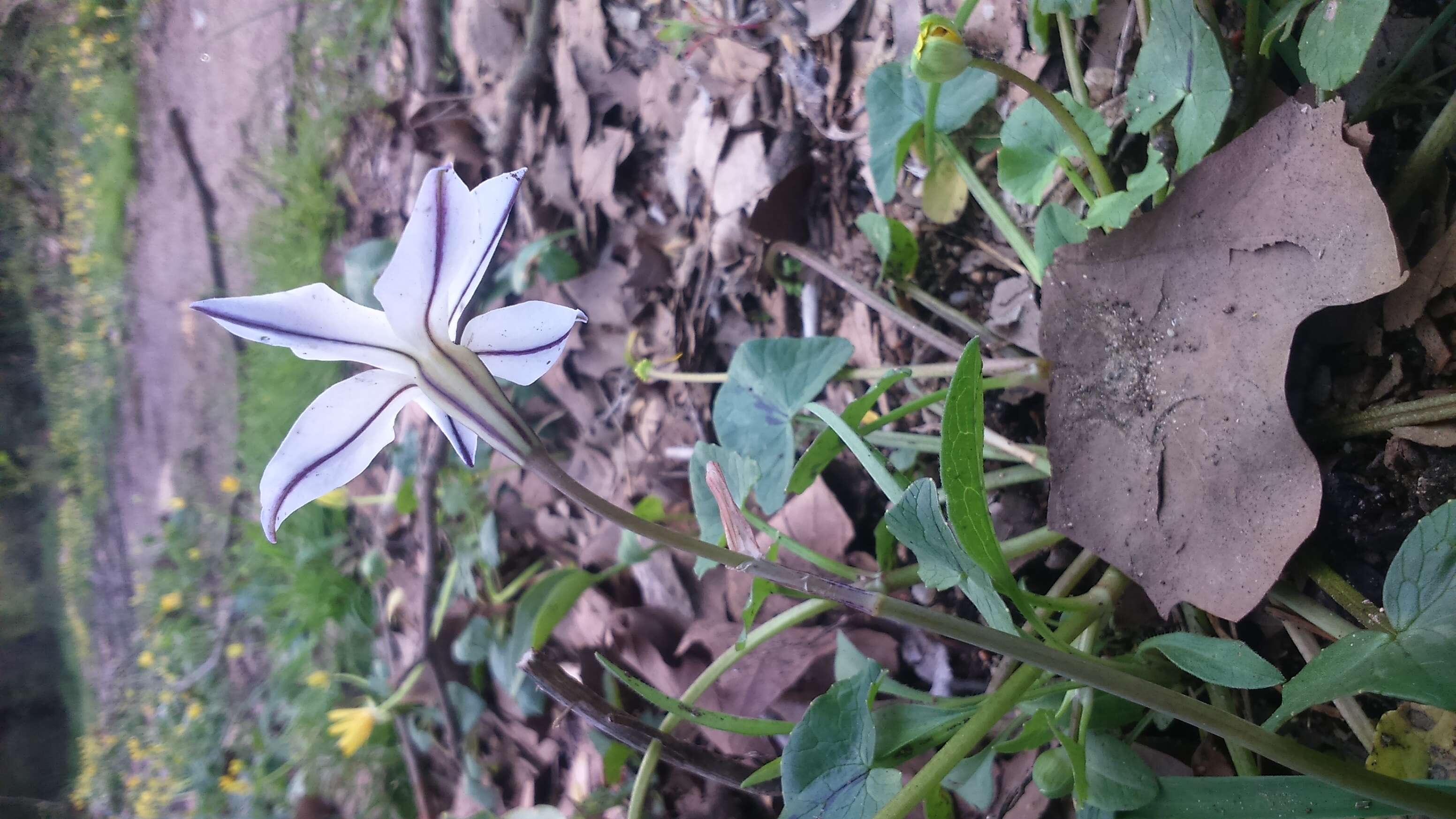 Image of Ipheion