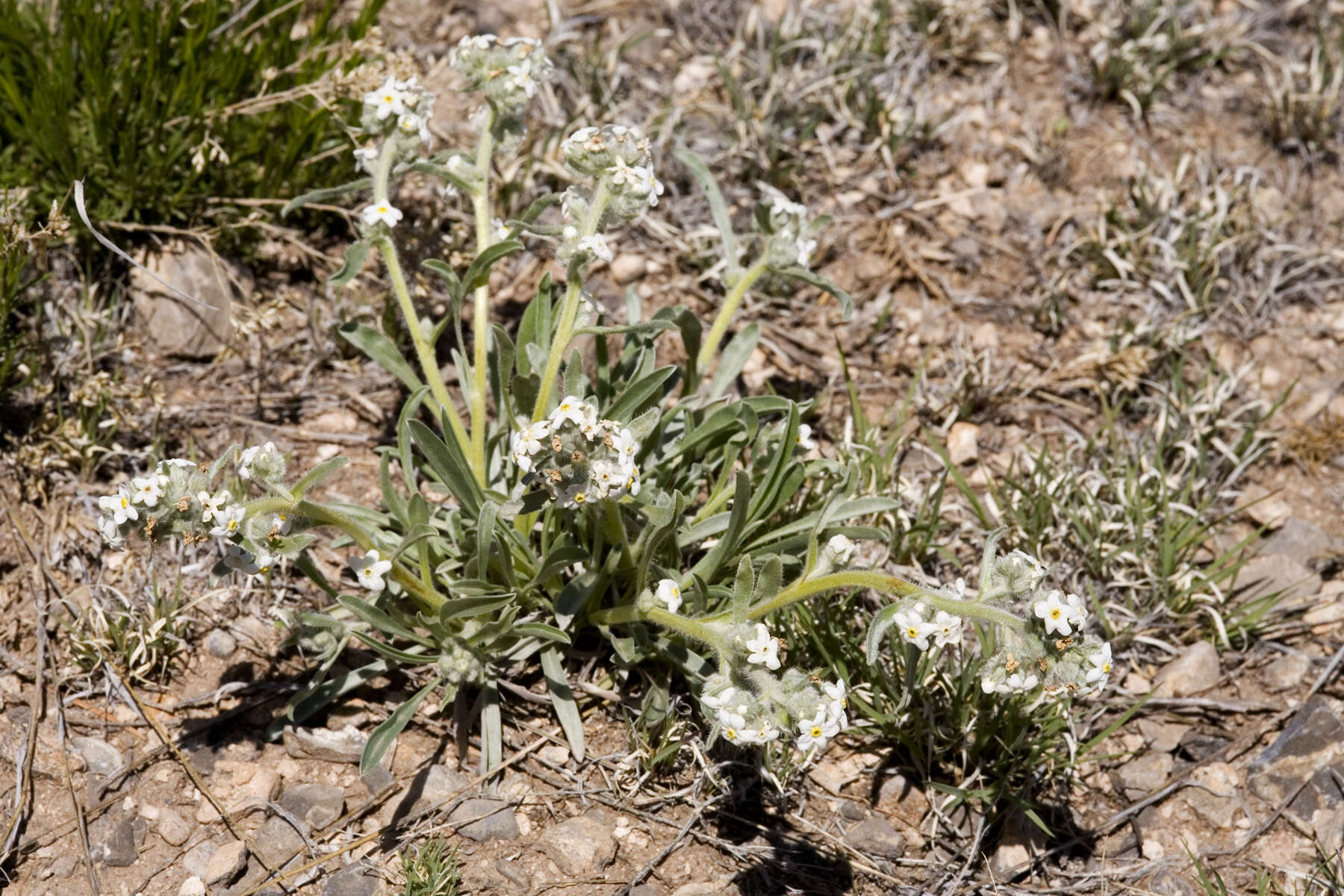 Image of James' cryptantha