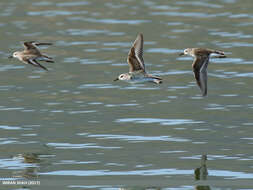 Imagem de Calidris minuta (Leisler 1812)