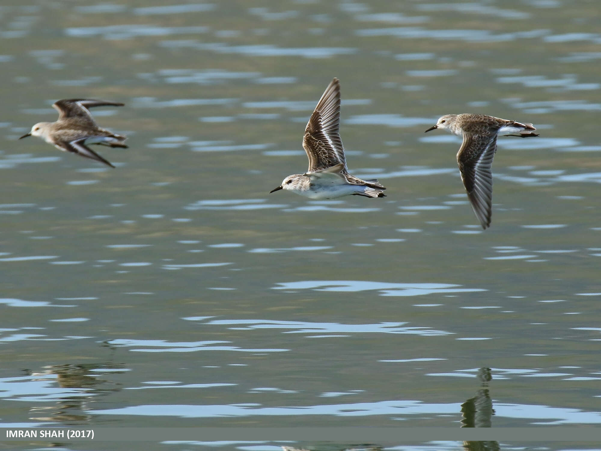 Image of Little Stint