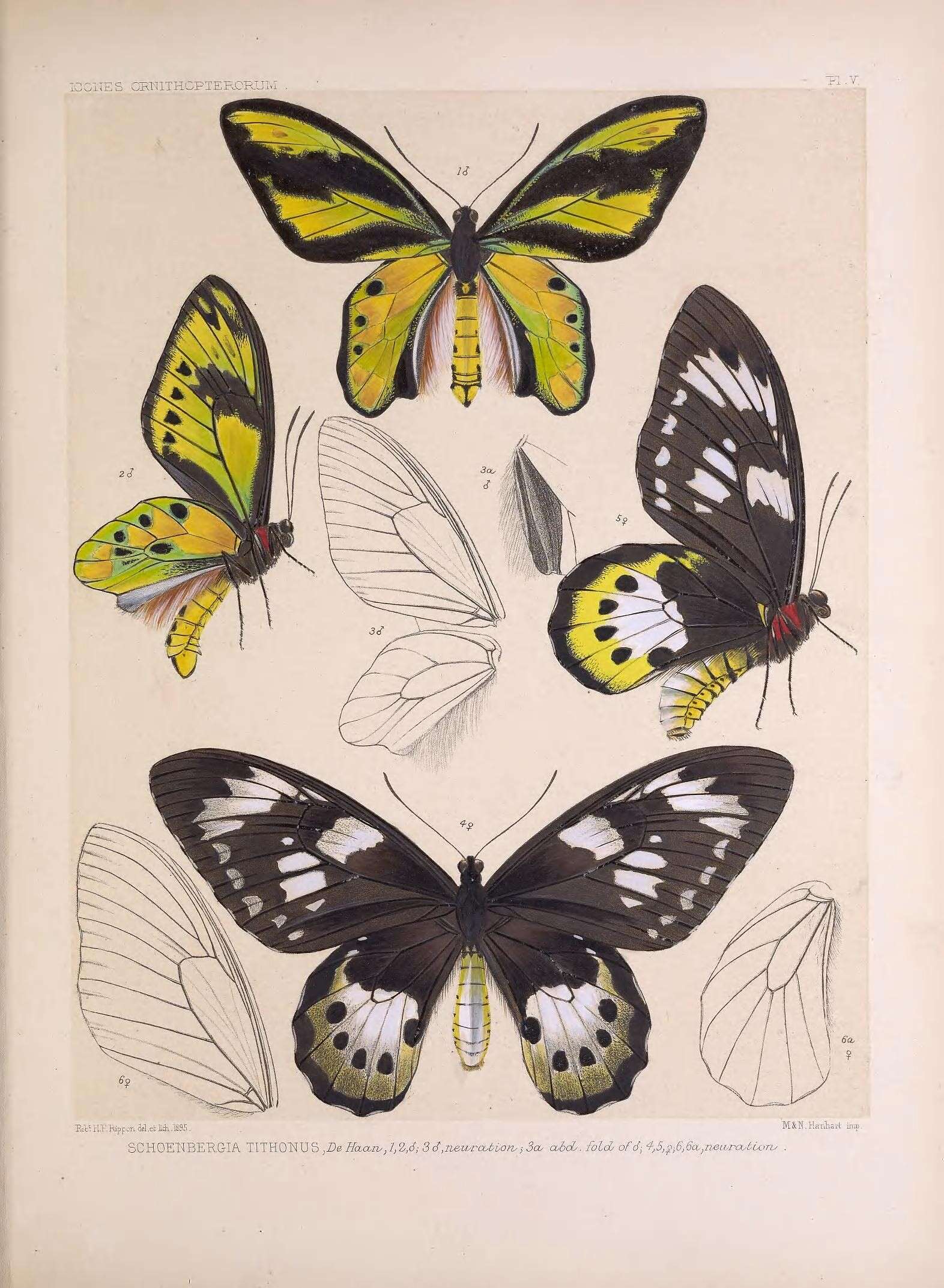 Слика од Ornithoptera tithonus de Haan 1840