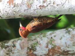 Image of Cinnamon Woodpecker