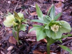 Image of Green Hellebore