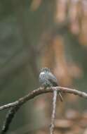 Image of White-throated Pewee