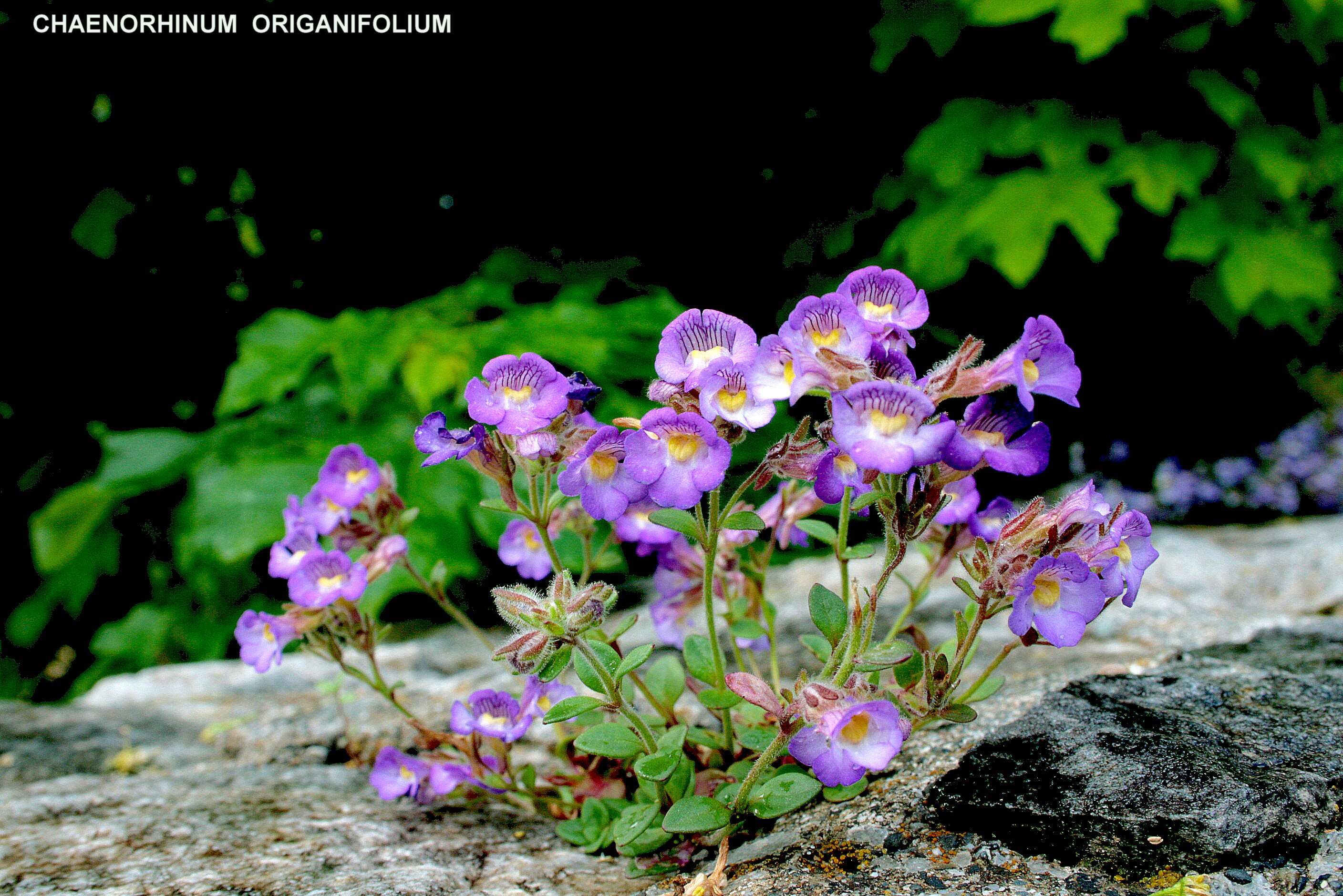 Image of Chaenorhinum origanifolium (L.) Fourr.