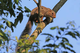 Image of Red-legged Sun Squirrel