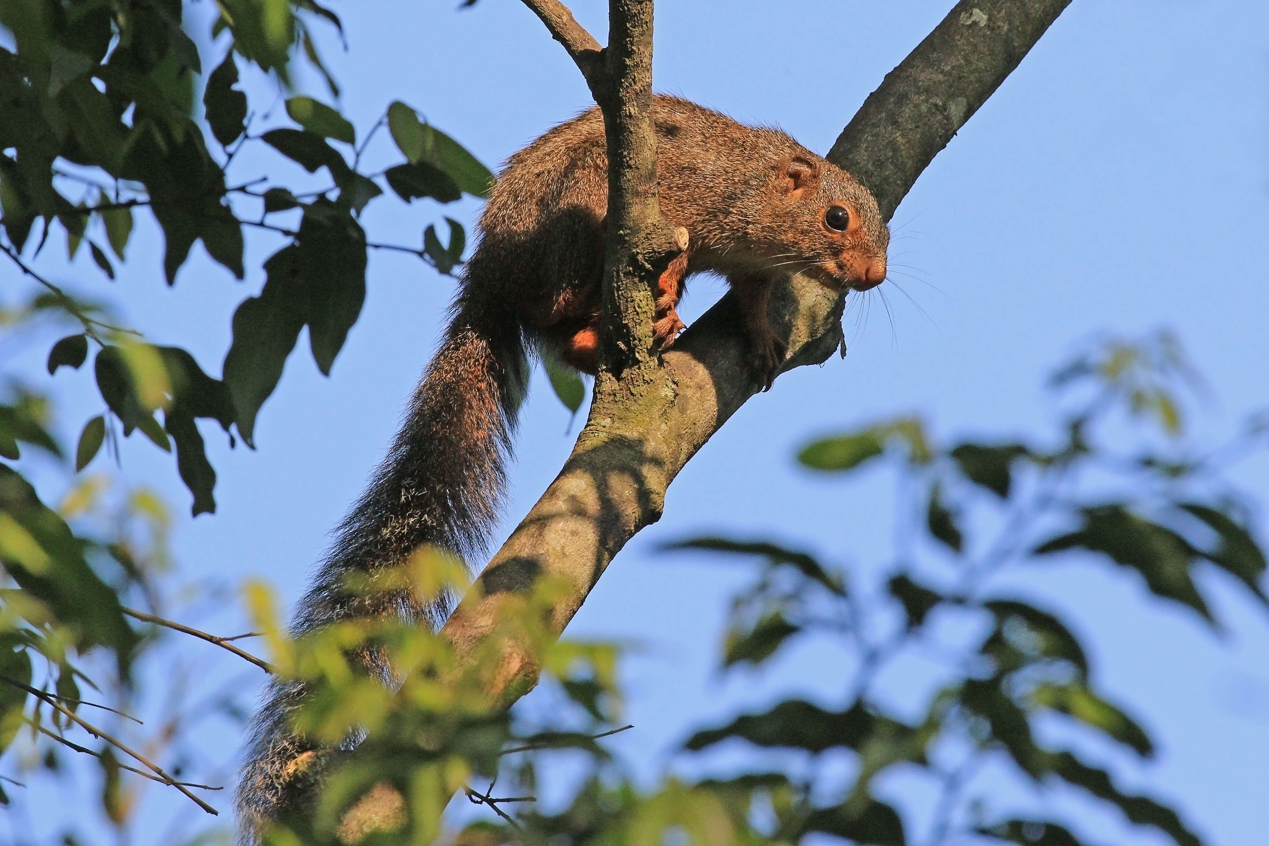 Plancia ëd Heliosciurus rufobrachium (Waterhouse 1842)