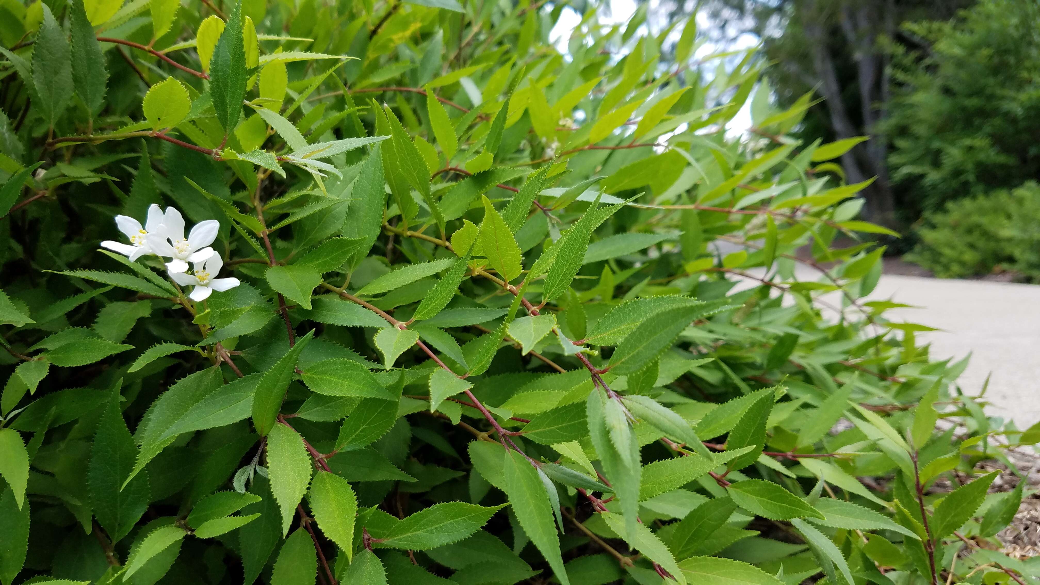 Image of slender pride of Rochester