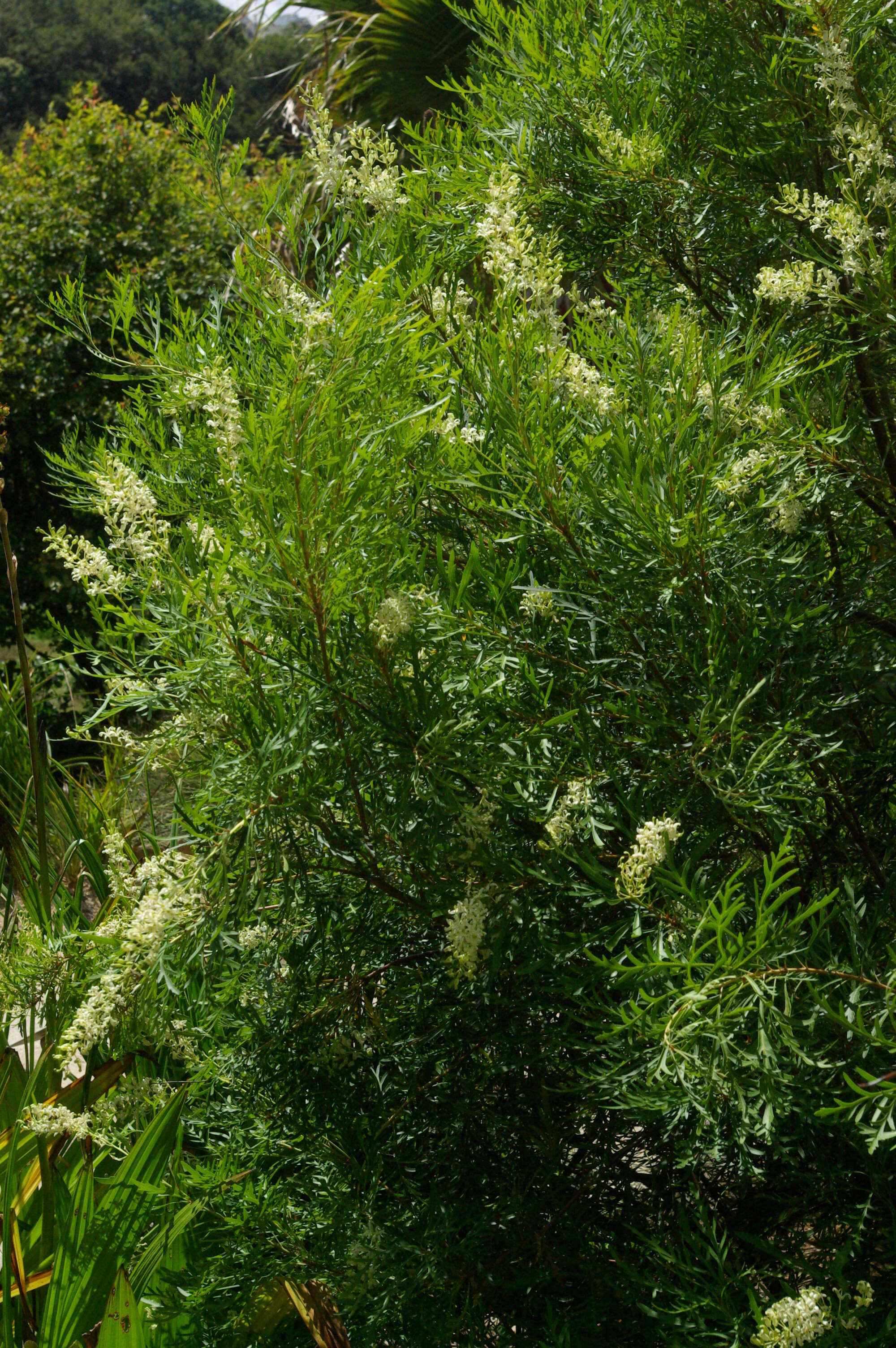 Imagem de Lomatia tinctoria (Labill.) R. Br.