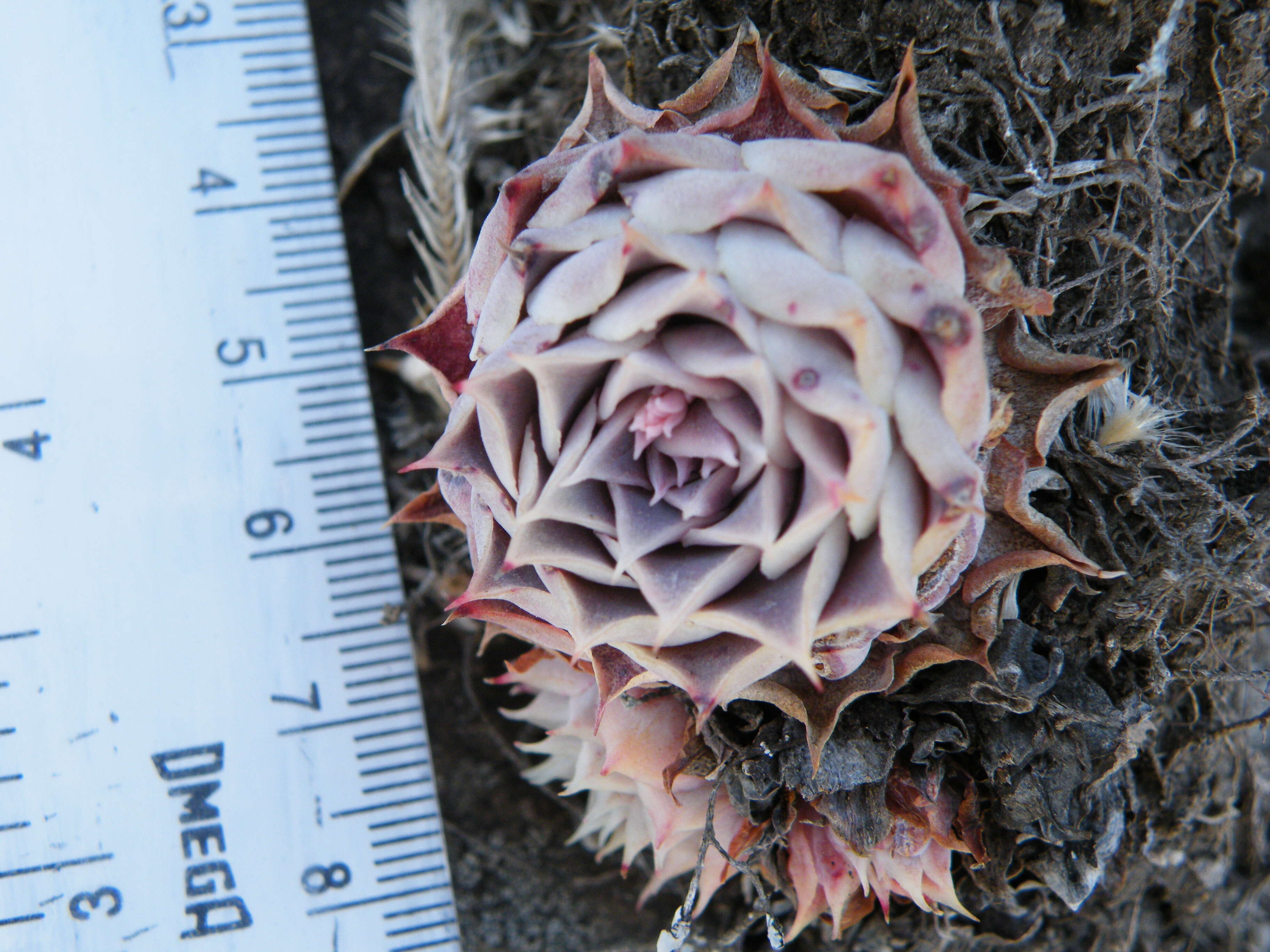 Image of hens and chicks