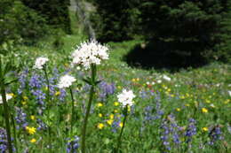 Image of Mountain Heliotrope