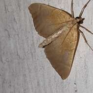 Image of Chevron Moth