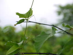 Image of Solena amplexicaulis (Lam.) Gandhi ex Saldanha & Nicolson