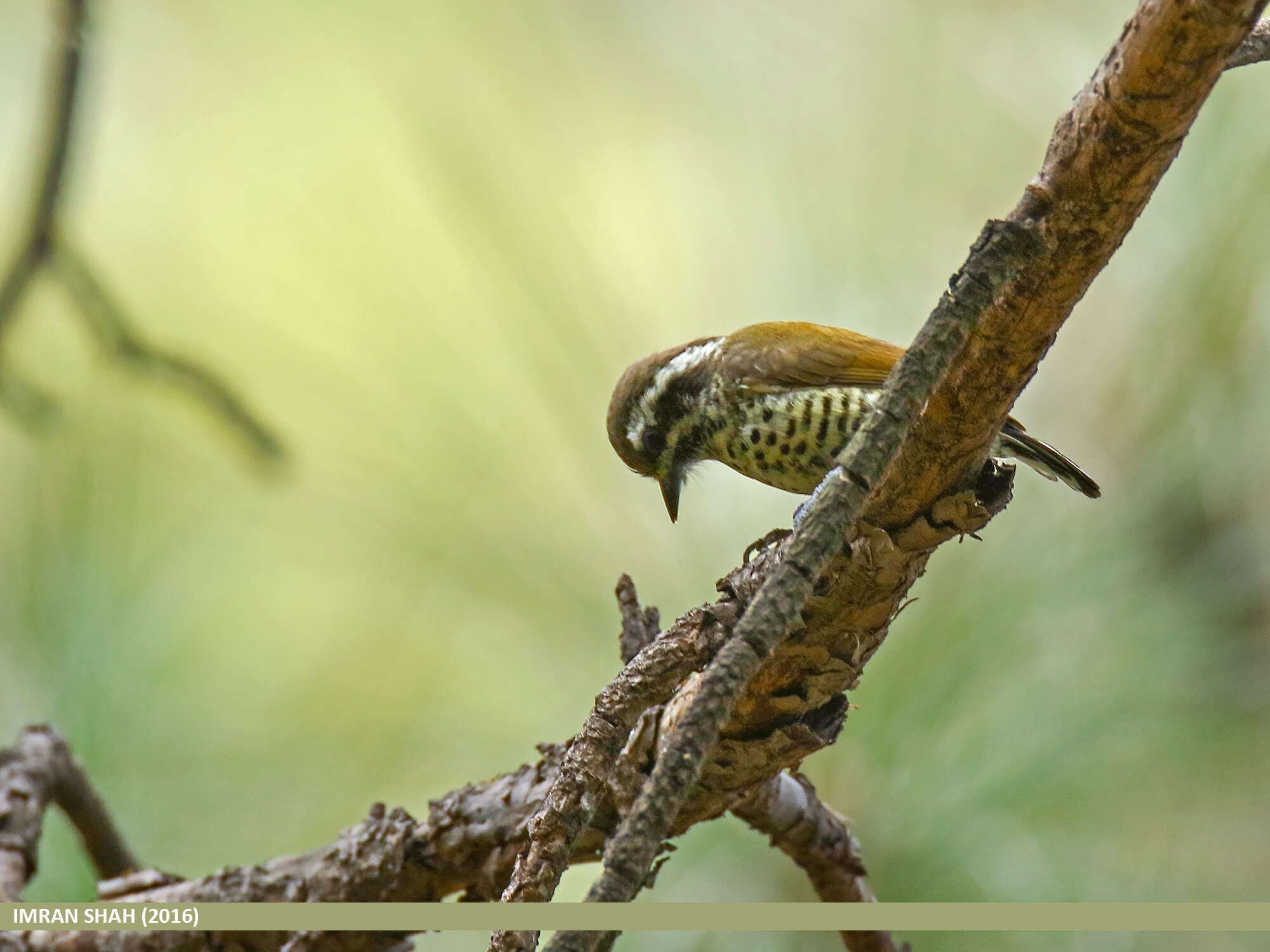 Image of Speckled Piculet