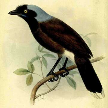 Image of Azure-naped Jay