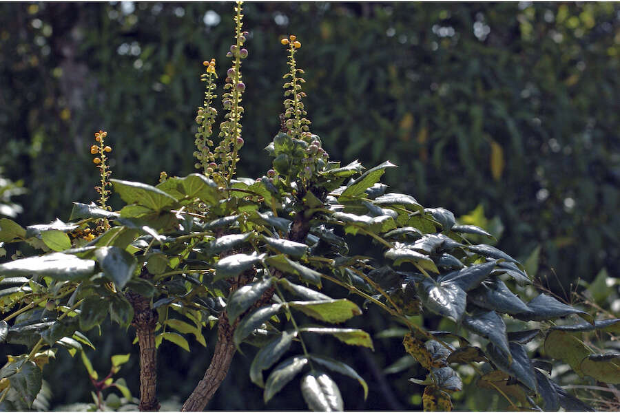 Image of Berberis napaulensis (DC.) Spreng.