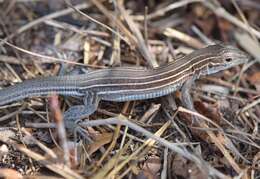 Image of Six-lined Racerunner