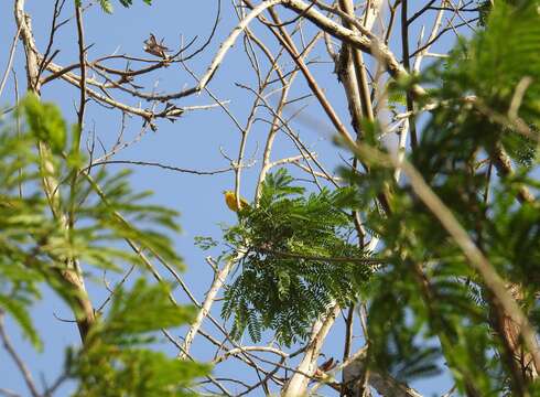 Image of Mangrove Warbler