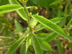 Image of Tragia involucrata L.