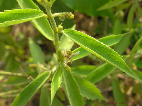 Image of Tragia involucrata L.