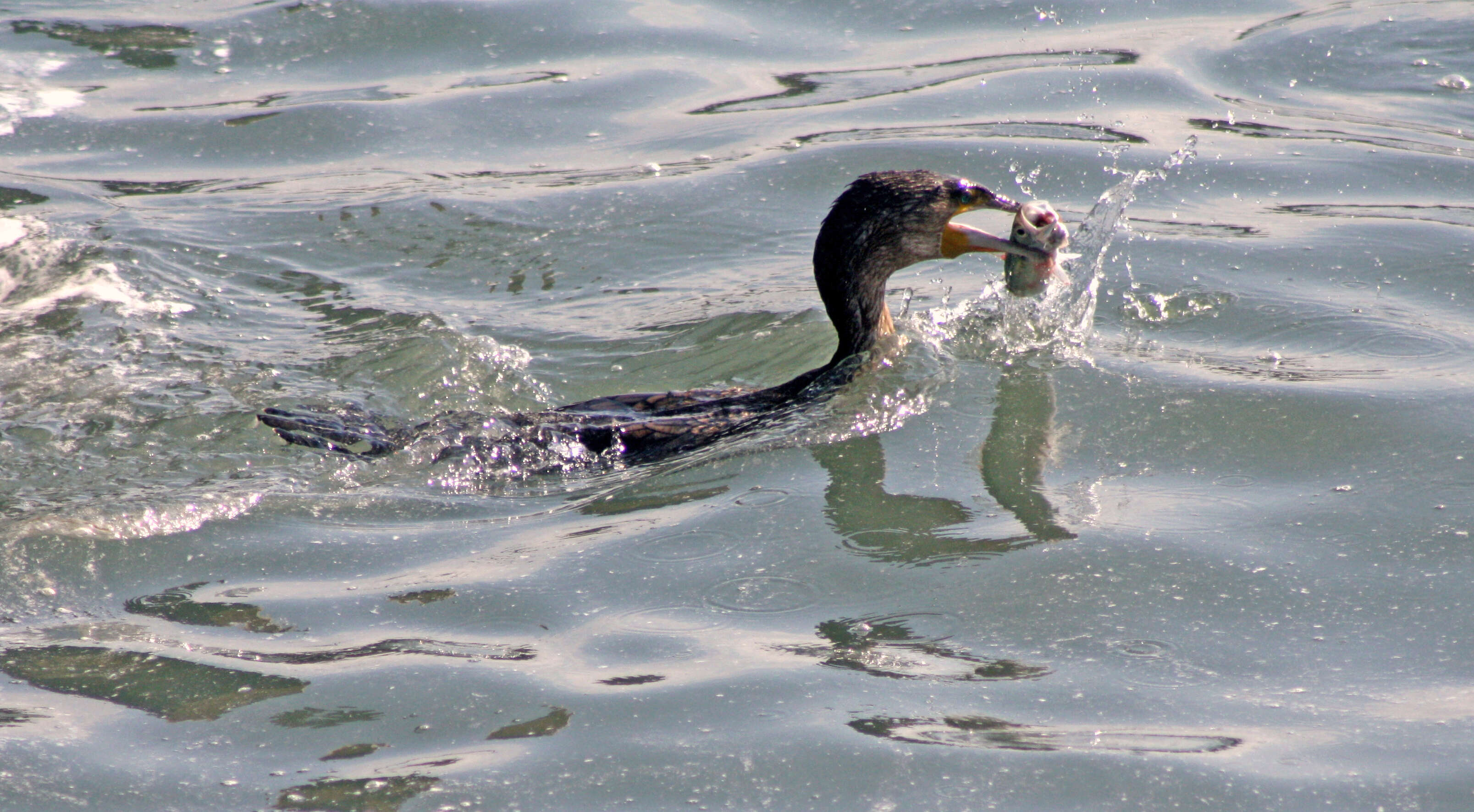 Image of White-breasted Cormorant