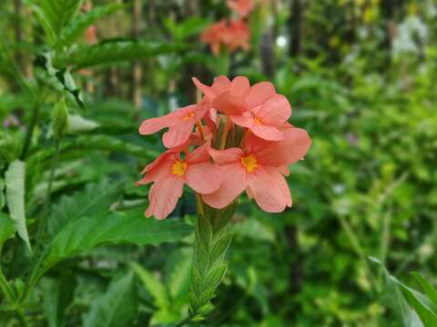 Image of Crossandra infundibuliformis (L.) Nees