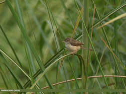 Слика од Prinia gracilis (Lichtenstein & Mhk 1823)