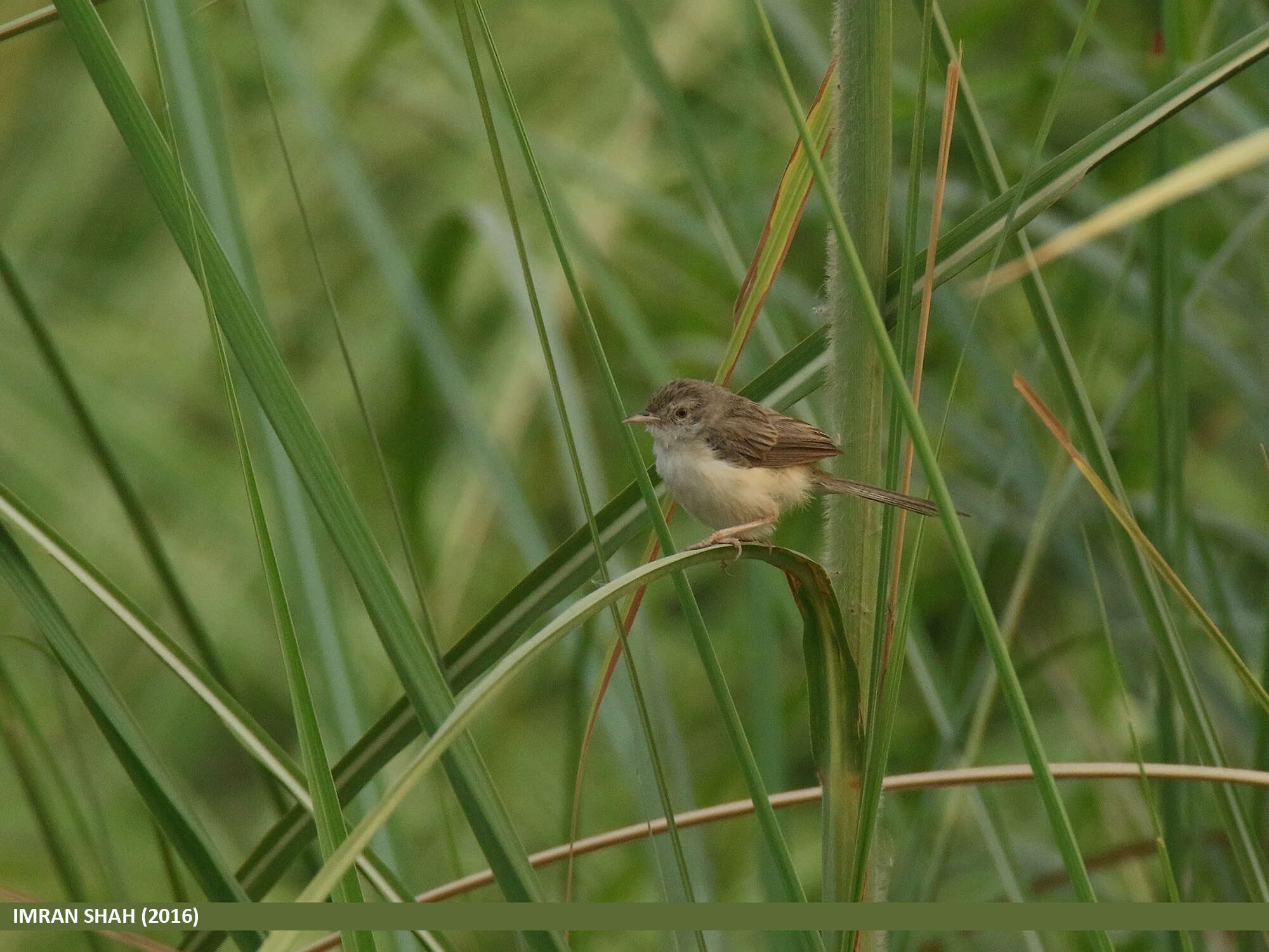Слика од Prinia gracilis (Lichtenstein & Mhk 1823)