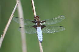 Image of Broad-bodied chaser