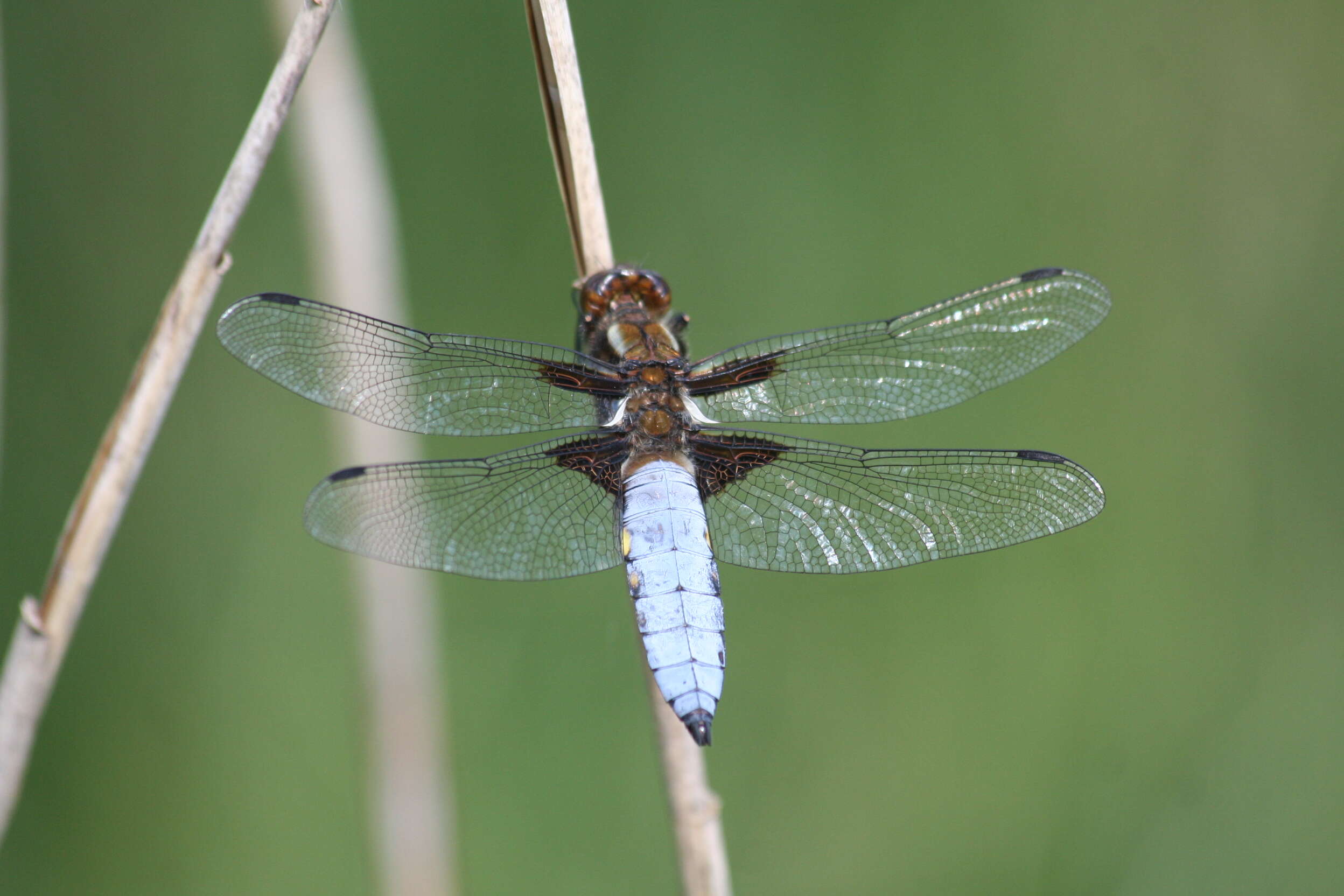 Image of Broad-bodied chaser