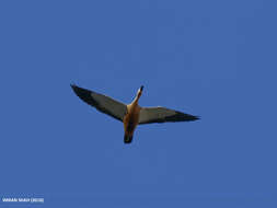 Image of Ruddy Shelduck