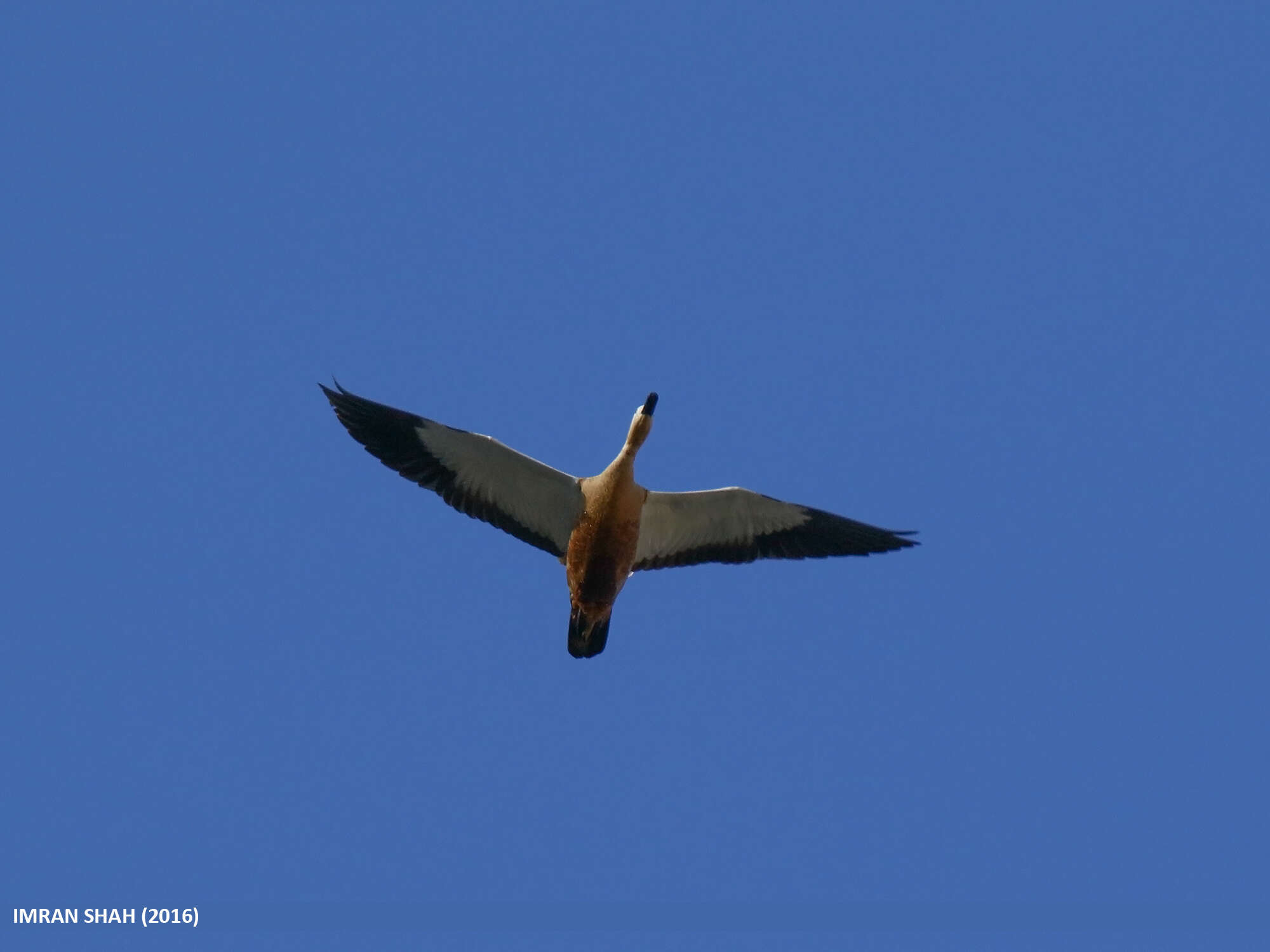 Image of Ruddy Shelduck