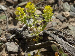 Sivun Lepidium flavum Torr. kuva