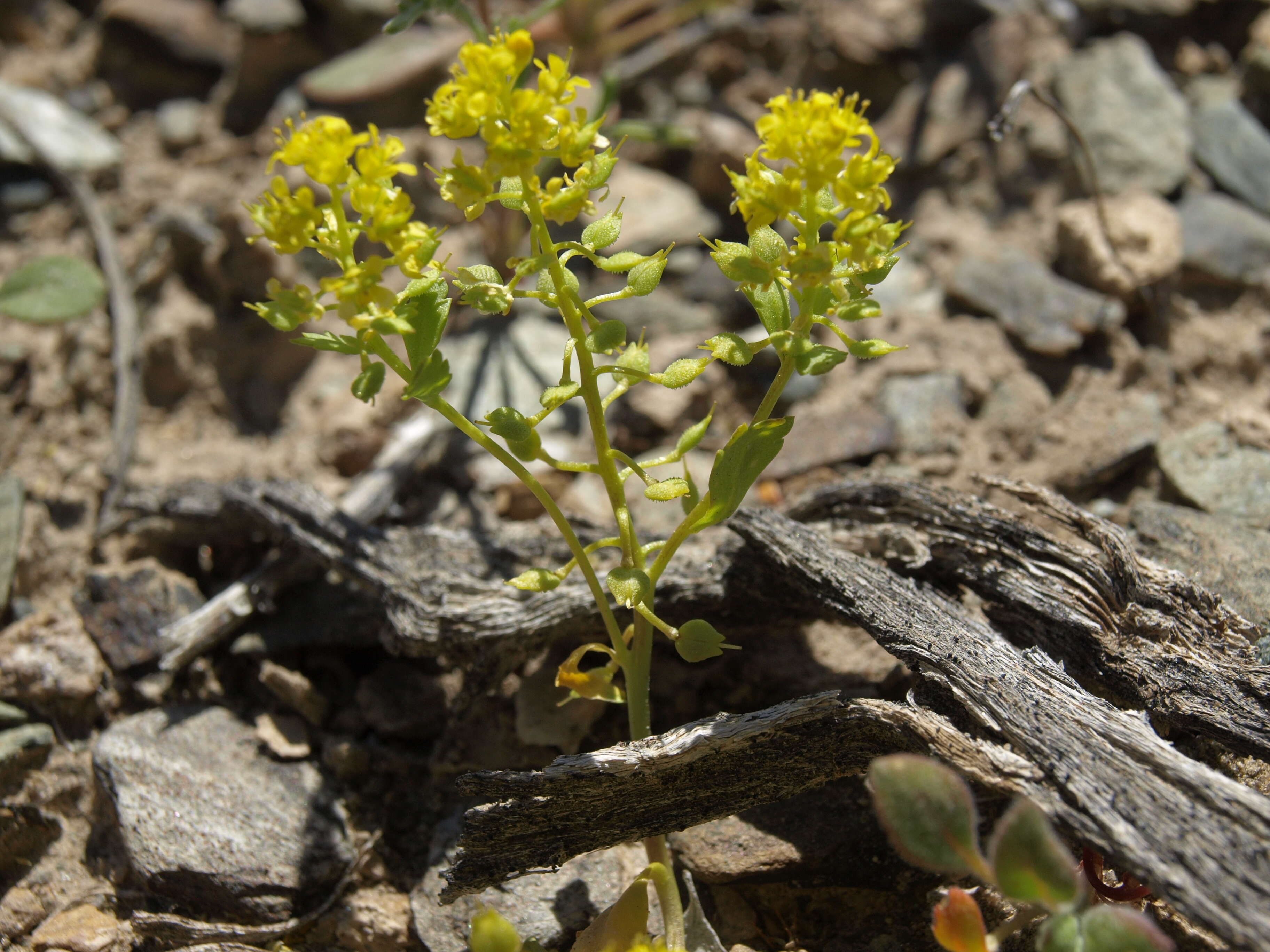 Sivun Lepidium flavum Torr. kuva