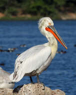 Image of Dalmatian Pelican