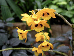 Imagem de Dendrobium gibsonii Paxton