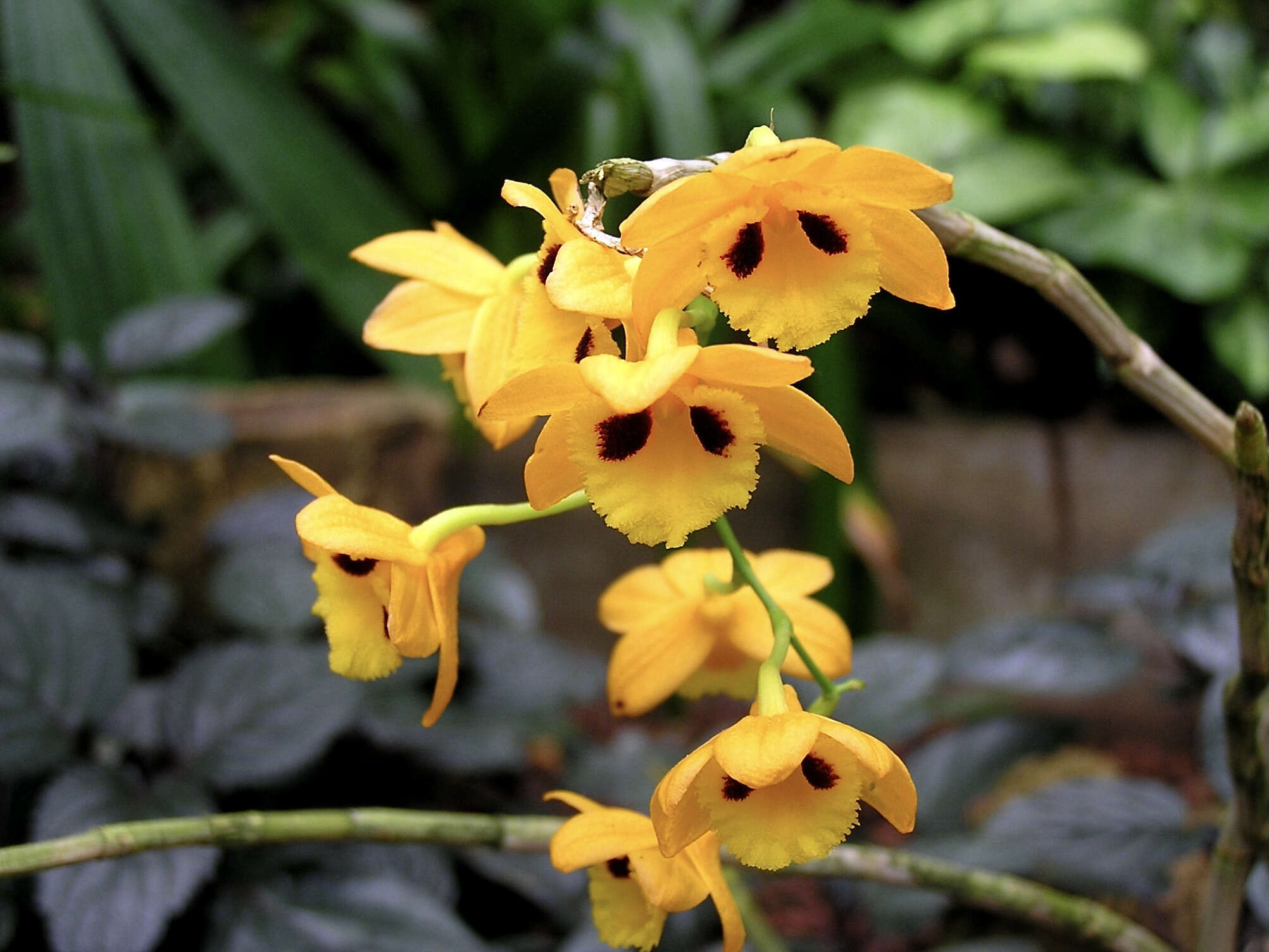 Imagem de Dendrobium gibsonii Paxton