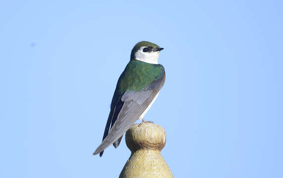 Image of Violet-green Swallow