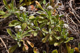 Imagem de Antennaria marginata Greene