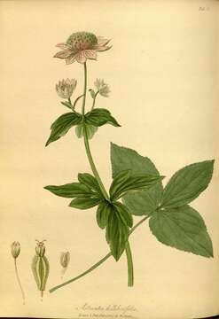 Imagem de Astrantia maxima Pall.