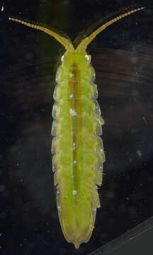 Image of Baltic isopod