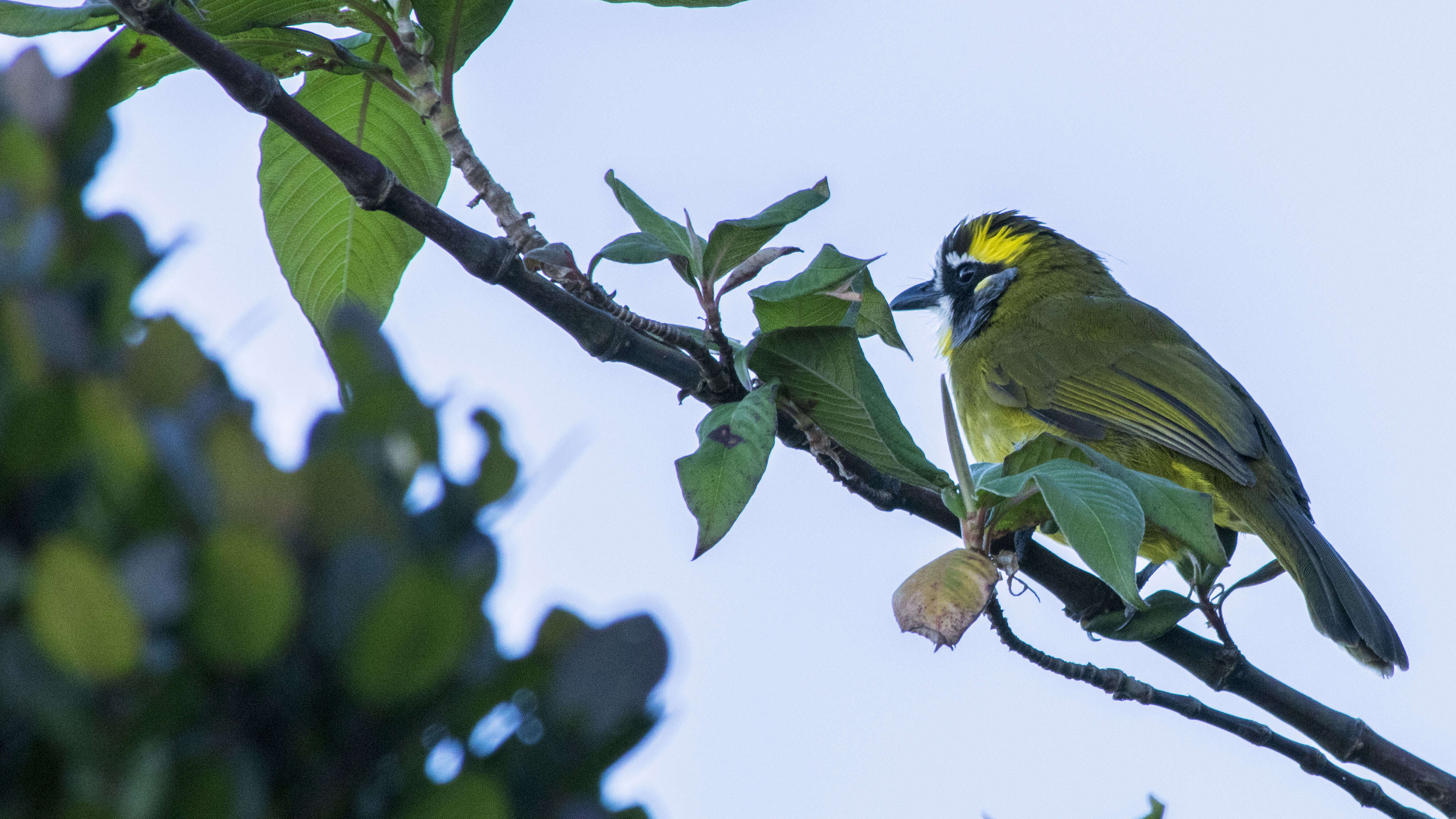 Imagem de Pycnonotus penicillatus Blyth 1851