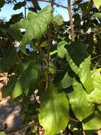 Image of Lowveld bitter-tea